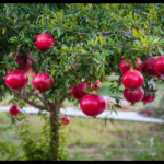 Pomegranate
