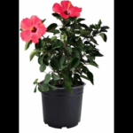Hibiscus