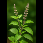 Tulsi (Holy Basil)