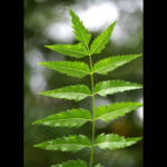 Neem